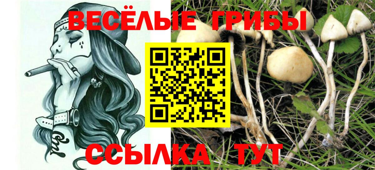 Галлюциногенные грибы Psilocybe Георгиевск