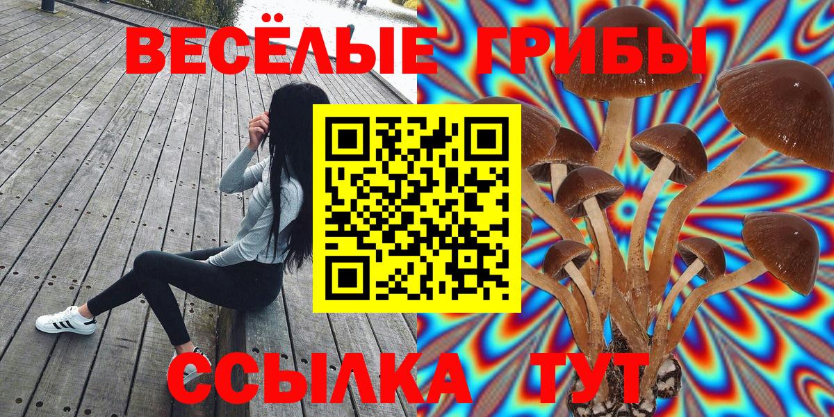 Галлюциногенные грибы Psilocybe  Вход с VPN  Георгиевск 